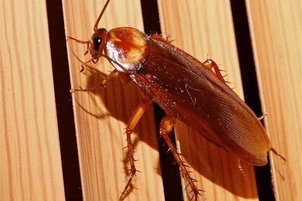 cockroach in your home
