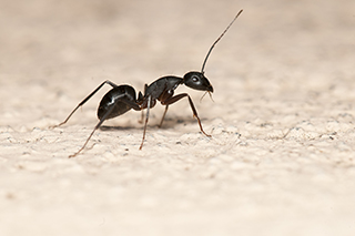 Pest Control - Sugarland Exterminating