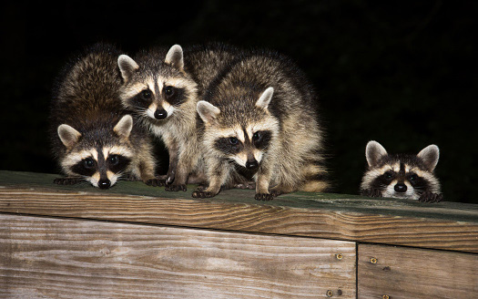 Wildlife Removal and Control - Sugarland Exterminating