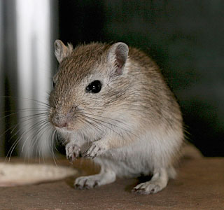Rodent Control - Sugarland Exterminating